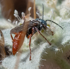 Tachysphex ashmeadii