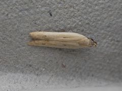 Mesophleps adustipennis