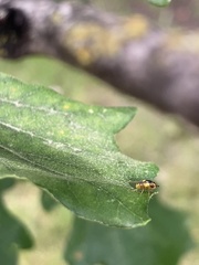 Thaumatomyia grata