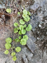 Dioscorea humilis