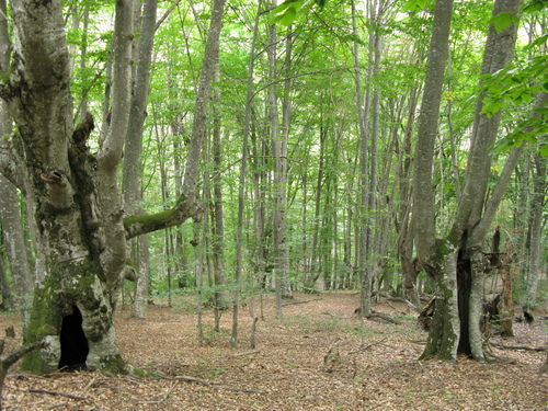 Fagus × taurica, photograph 2