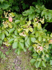 Viburnum cassinoides image