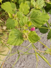 Boerhavia coccinea