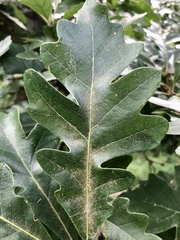 Quercus × bebbiana