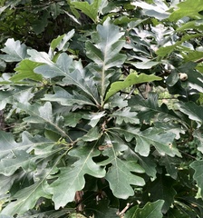 Quercus × bebbiana