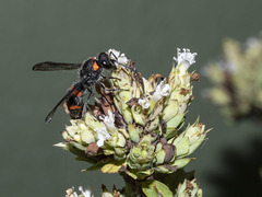 Ancistrocerus haematodes