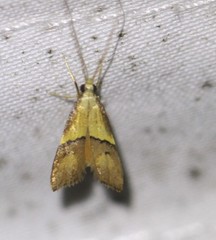 Crocanthes prasinopis