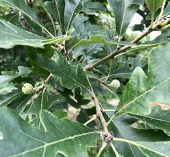 Quercus × bebbiana