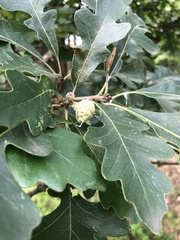 Quercus × bebbiana