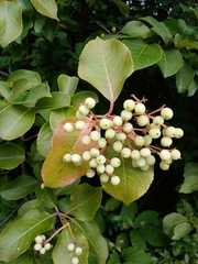 Viburnum cassinoides image