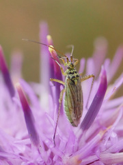 Oncotylus viridiflavus