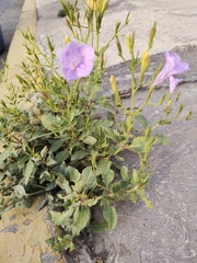 Ruellia nudiflora