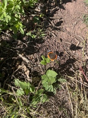 Vanessa atalanta