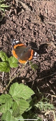 Vanessa atalanta