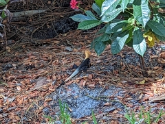 Agama picticauda