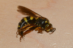 Bicyrtes insidiatrix