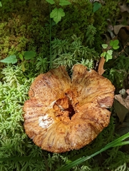 Russula mutabilis