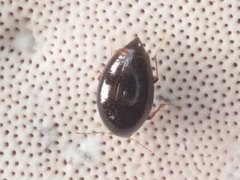 Scaphisoma agaricinum