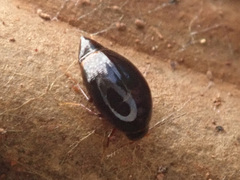 Scaphisoma agaricinum