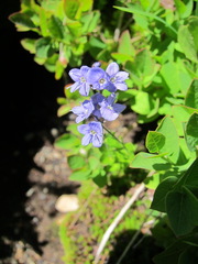 Veronica cusickii