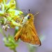 Ochlodes agricola - Photo (c) David Hofmann, μερικά δικαιώματα διατηρούνται (CC BY-NC-ND)