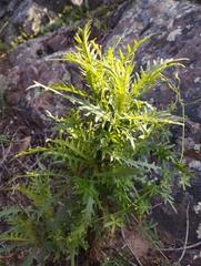 Plectocephalus chilensis