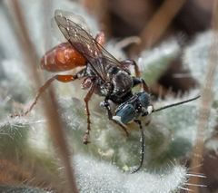 Tachysphex ashmeadii