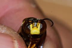 Bicyrtes insidiatrix