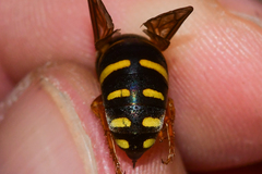 Bicyrtes insidiatrix