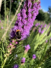 Bombus lapidarius