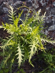 Plectocephalus chilensis