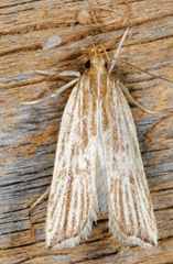 Helcystogramma hystricella