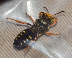 Bicyrtes insidiatrix