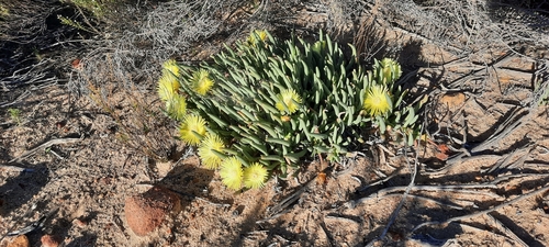 Image of Cephalophyllum loreum by (c) Karen Eichholz, some rights reserved (CC BY)