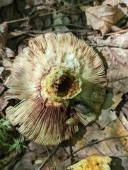 Russula mutabilis