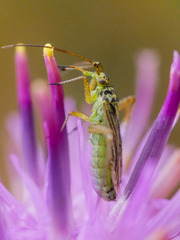 Oncotylus viridiflavus