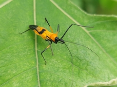 Zelus vespiformis