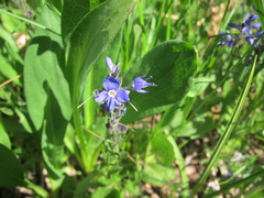 Veronica cusickii