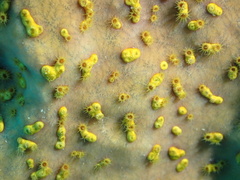 Parazoanthus swiftii