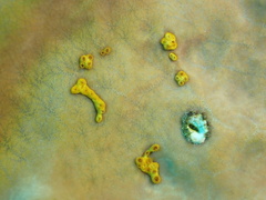 Parazoanthus swiftii