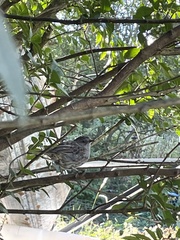 Prunella modularis