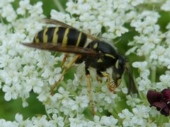 Vespula alascensis
