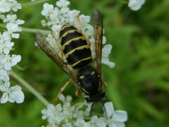 Vespula alascensis
