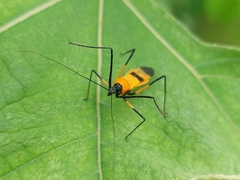 Zelus vespiformis