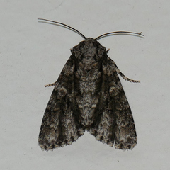 Acronicta liturata