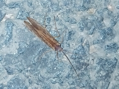 Nemotaulius punctatolineatus