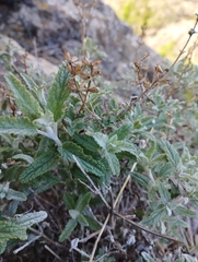 Stachys