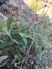 Stachys