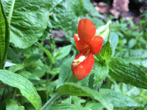 Erythranthe cinnabarina (Erythranthe cinnabarina)