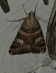 Drasteria mirifica